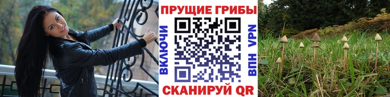 где купить наркоту Мончегорск Псилоцибиновые грибы Psilocybine cubensis